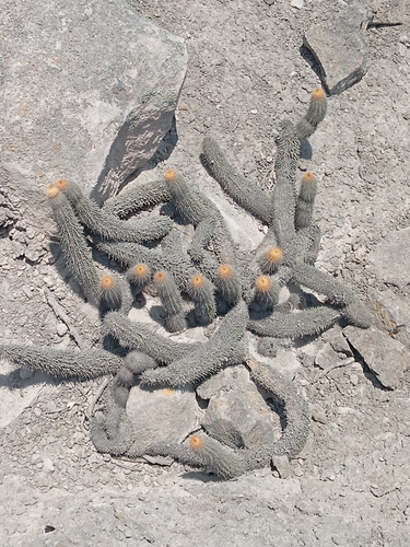 Loxanthocereus acanthurus — photo