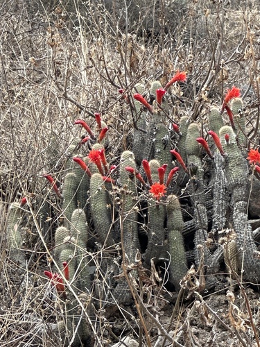 Loxanthocereus acanthurus — photo