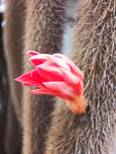 Loxanthocereus acanthurus