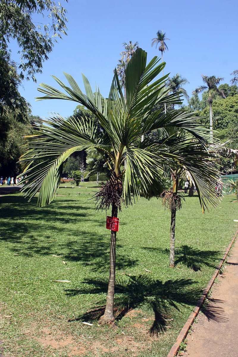 Loxococcus rupicola (Dotalu) — photo