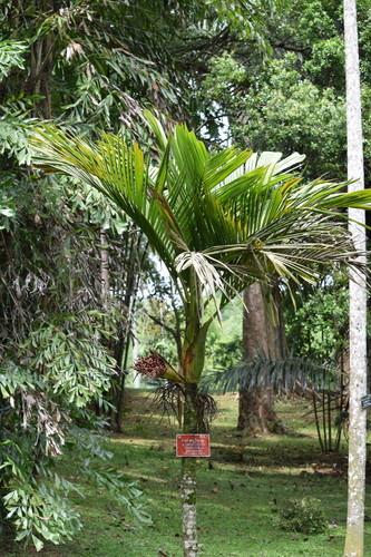 Loxococcus rupicola