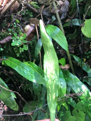 Loxogramme abyssinica — photo