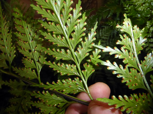 Loxoscaphe gibberosum — photo