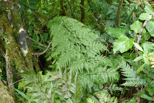 Loxoscaphe gibberosum