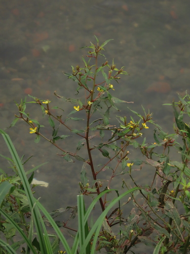 Ludwigia erecta — photo