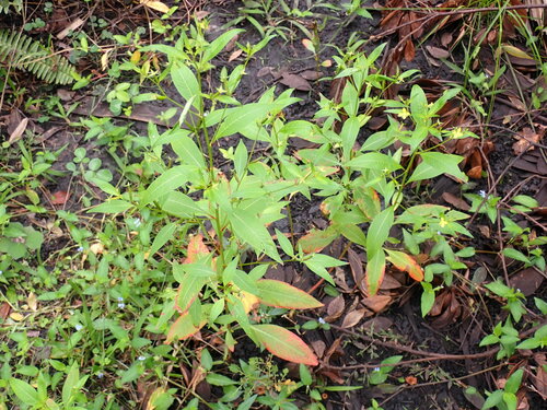 Ludwigia erecta — photo