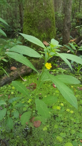 Ludwigia leptocarpa (Anglestem primrose willow) — photo