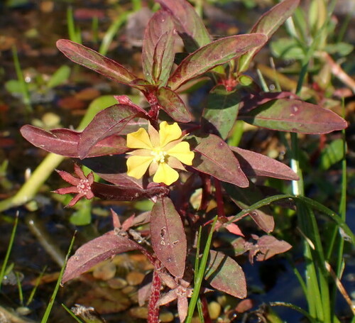 Ludwigia leptocarpa (Anglestem primrose willow) — photo