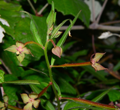 Ludwigia octovalvis (Wild cloves) — photo