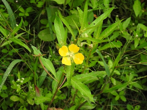 Ludwigia octovalvis (Wild cloves) — photo