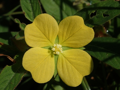 Ludwigia octovalvis