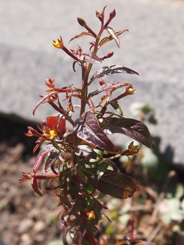 Ludwigia perennis — photo