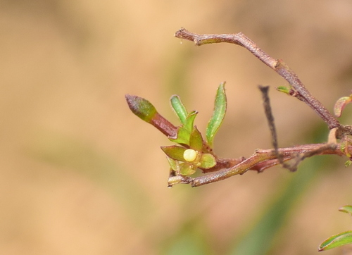 Ludwigia perennis