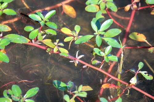 Ludwigia prostrata (Hoglen-tache) — photo