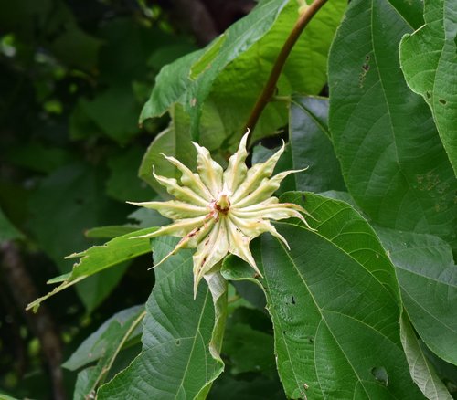 Luehea candida (Shining white whip tree) — photo