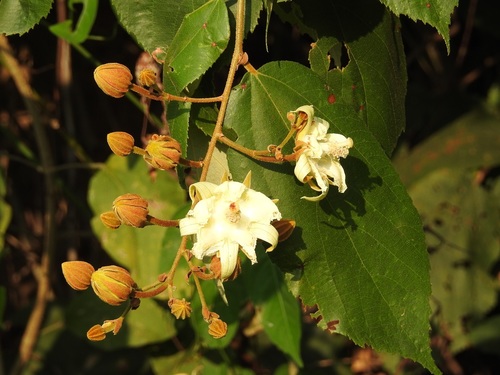 Luehea speciosa (Guacimo) — photo