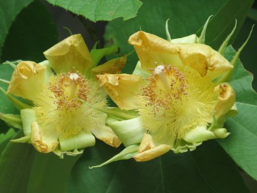 Luehea speciosa (Guacimo) — photo