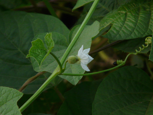 Luffa echinata (Bristly luffa) — photo
