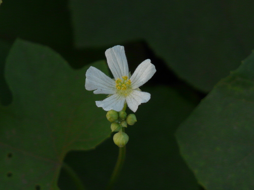 Luffa echinata (Bristly luffa) — photo
