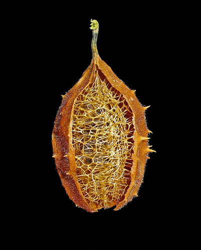 Luffa operculata (Sponge cucumber) — photo