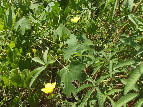 Luffa operculata (Sponge cucumber) — photo