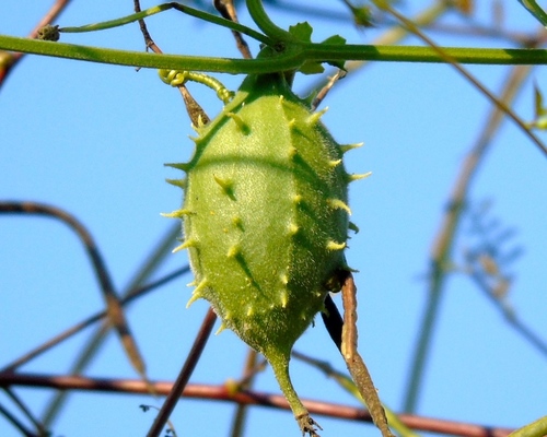 Luffa operculata