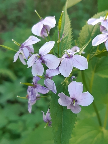 Lunaria rediviva (Ruzicasta mjesecnica) — photo