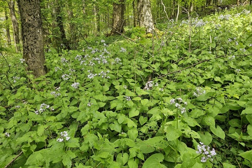 Lunaria rediviva (Ruzicasta mjesecnica) — photo