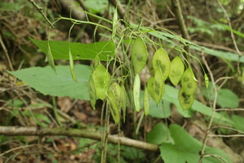 Lunaria rediviva