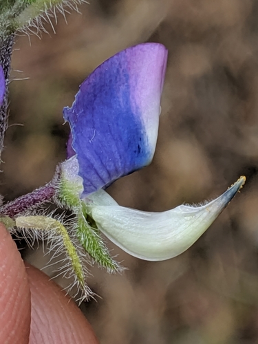 Lupinus affinis (Fleshy lupine) — photo