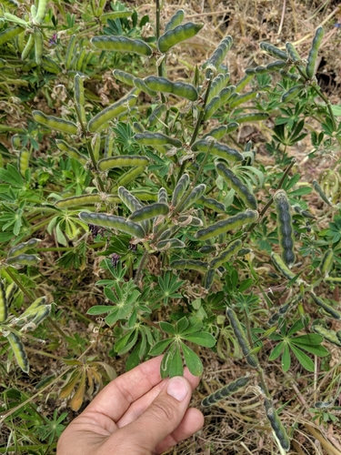 Lupinus affinis (Fleshy lupine) — photo