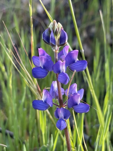 Lupinus affinis