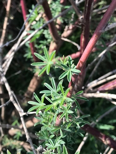 Lupinus arboreus (Tree lupin) — photo