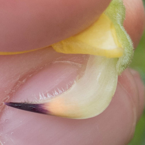 Lupinus arboreus (Tree lupin) — photo