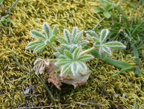 Lupinus densiflorus (Whitewhorl lupine) — photo