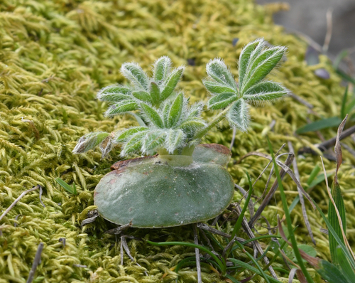 Lupinus densiflorus