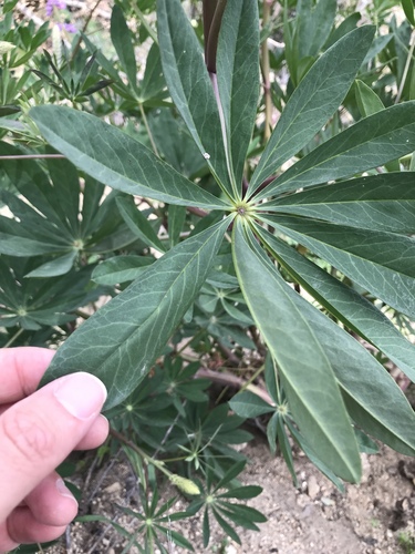 Lupinus latifolius (Broad leaf lupine) — photo