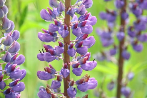 Lupinus latifolius (Broad leaf lupine) — photo