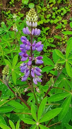 Lupinus latifolius