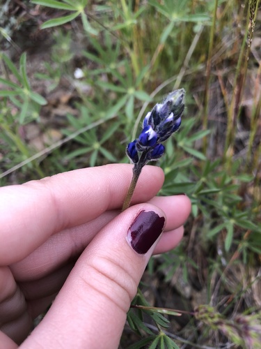 Lupinus micranthus — photo