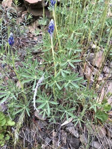 Lupinus micranthus — photo