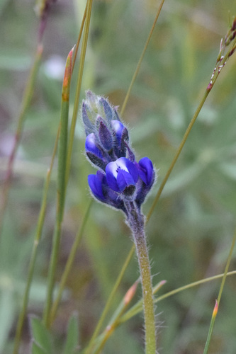 Lupinus micranthus