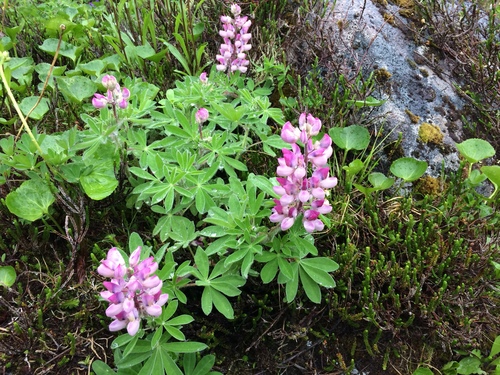 Lupinus nootkatensis var. fruticosus (Nootka lupine) — photo