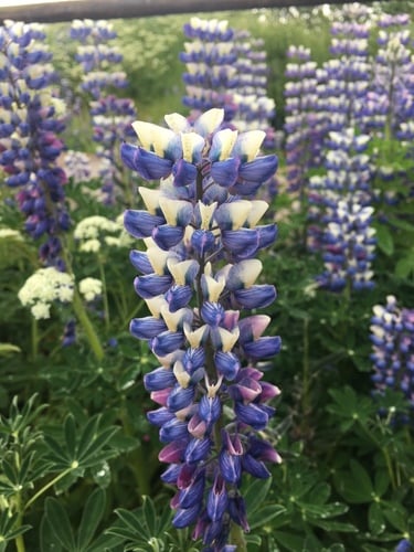 Lupinus nootkatensis var. fruticosus (Nootka lupine) — photo