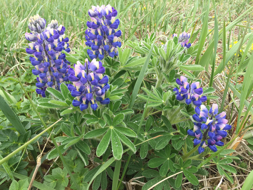 Lupinus nootkatensis var. fruticosus