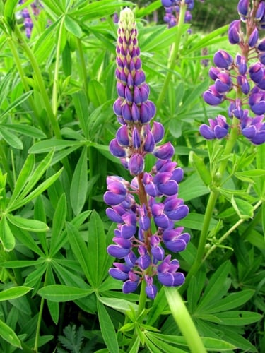Lupinus polyphyllus (Bigleaf lupine) — photo