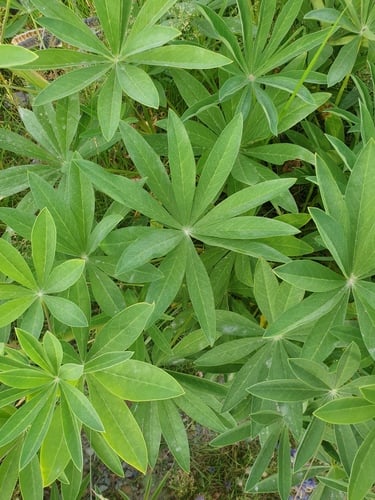 Lupinus polyphyllus (Bigleaf lupine) — photo