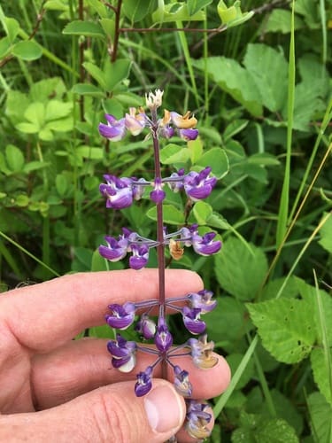 Lupinus sulphureus — photo