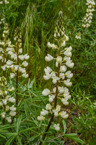 Lupinus sulphureus