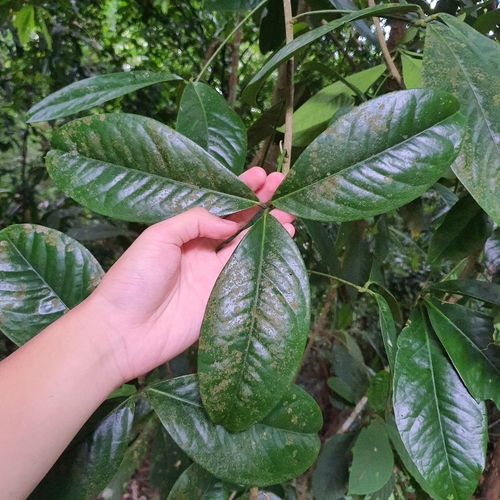 Luvunga eleutherandra — photo